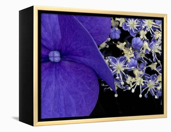 Close-up of Hydrangea, Seattle, Washington, USA-Nancy & Steve Ross-Framed Premier Image Canvas