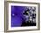 Close-up of Hydrangea, Seattle, Washington, USA-Nancy & Steve Ross-Framed Photographic Print