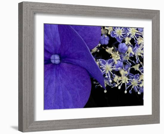 Close-up of Hydrangea, Seattle, Washington, USA-Nancy & Steve Ross-Framed Photographic Print