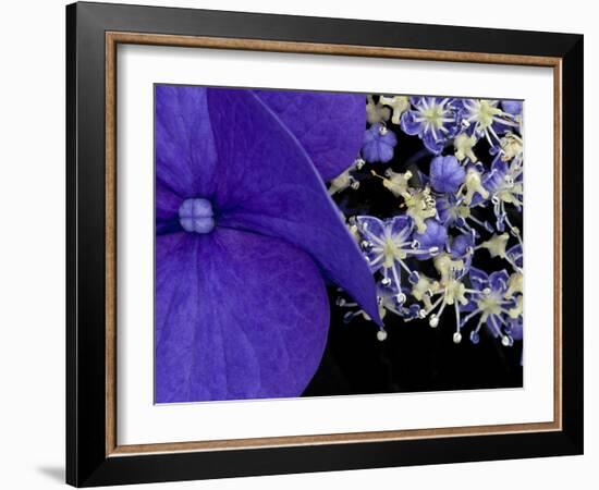 Close-up of Hydrangea, Seattle, Washington, USA-Nancy & Steve Ross-Framed Photographic Print