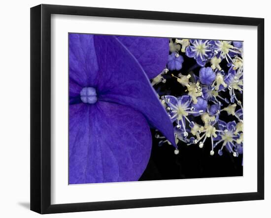 Close-up of Hydrangea, Seattle, Washington, USA-Nancy & Steve Ross-Framed Photographic Print