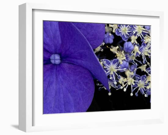 Close-up of Hydrangea, Seattle, Washington, USA-Nancy & Steve Ross-Framed Photographic Print