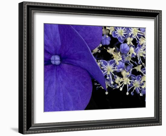 Close-up of Hydrangea, Seattle, Washington, USA-Nancy & Steve Ross-Framed Photographic Print