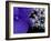 Close-up of Hydrangea, Seattle, Washington, USA-Nancy & Steve Ross-Framed Photographic Print