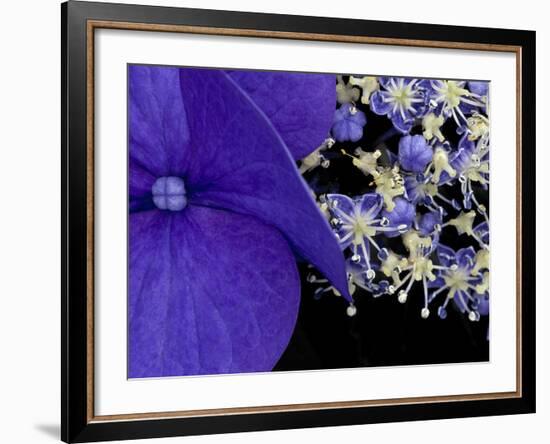 Close-up of Hydrangea, Seattle, Washington, USA-Nancy & Steve Ross-Framed Photographic Print