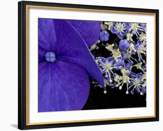 Close-up of Hydrangea, Seattle, Washington, USA-Nancy & Steve Ross-Framed Photographic Print