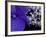 Close-up of Hydrangea, Seattle, Washington, USA-Nancy & Steve Ross-Framed Photographic Print