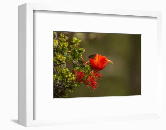 Close-Up of Iiwi Bird on Ohia Tree, Hakalau Forest NWR, Hawaii, USA-Jaynes Gallery-Framed Photographic Print