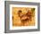 Close-up of Impala, Kruger National Park, South Africa-Bill Bachmann-Framed Photographic Print