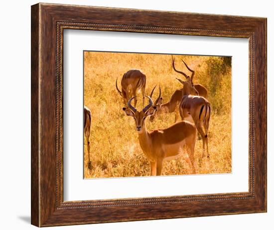 Close-up of Impala, Kruger National Park, South Africa-Bill Bachmann-Framed Photographic Print