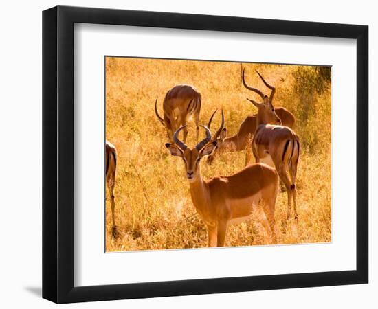 Close-up of Impala, Kruger National Park, South Africa-Bill Bachmann-Framed Photographic Print