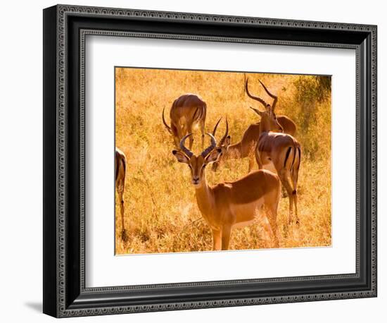 Close-up of Impala, Kruger National Park, South Africa-Bill Bachmann-Framed Photographic Print