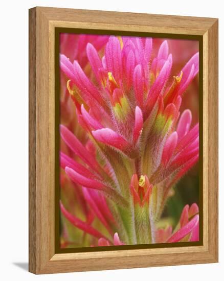 Close-up of Indian Paintbrush Flowers in the Great Basin Desert, California, USA-Dennis Flaherty-Framed Premier Image Canvas