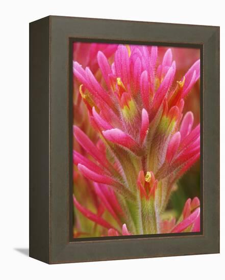 Close-up of Indian Paintbrush Flowers in the Great Basin Desert, California, USA-Dennis Flaherty-Framed Premier Image Canvas