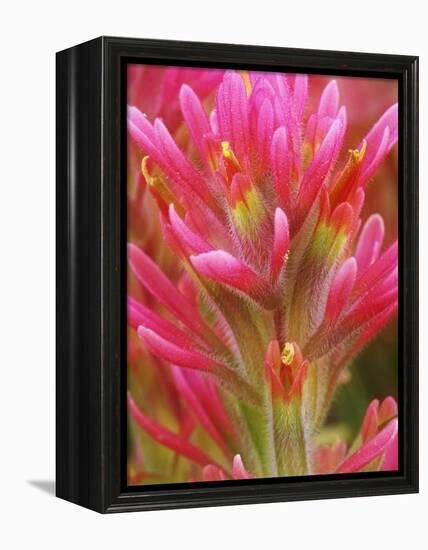 Close-up of Indian Paintbrush Flowers in the Great Basin Desert, California, USA-Dennis Flaherty-Framed Premier Image Canvas