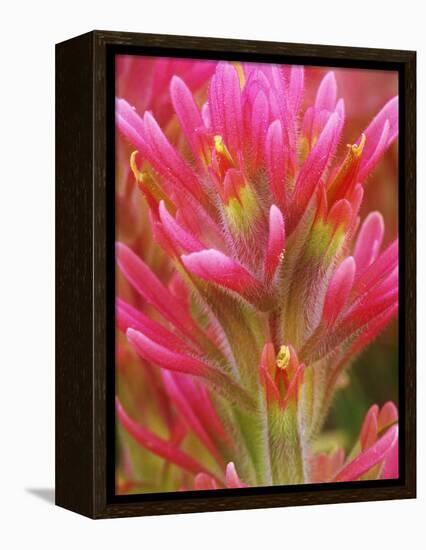 Close-up of Indian Paintbrush Flowers in the Great Basin Desert, California, USA-Dennis Flaherty-Framed Premier Image Canvas