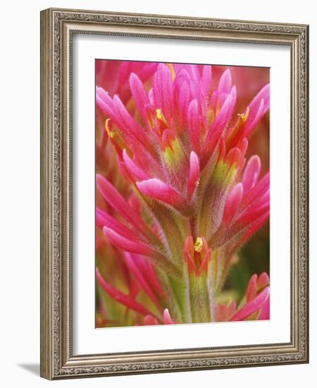 Close-up of Indian Paintbrush Flowers in the Great Basin Desert, California, USA-Dennis Flaherty-Framed Photographic Print