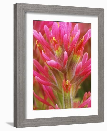 Close-up of Indian Paintbrush Flowers in the Great Basin Desert, California, USA-Dennis Flaherty-Framed Photographic Print