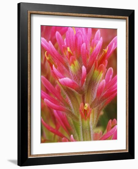 Close-up of Indian Paintbrush Flowers in the Great Basin Desert, California, USA-Dennis Flaherty-Framed Photographic Print