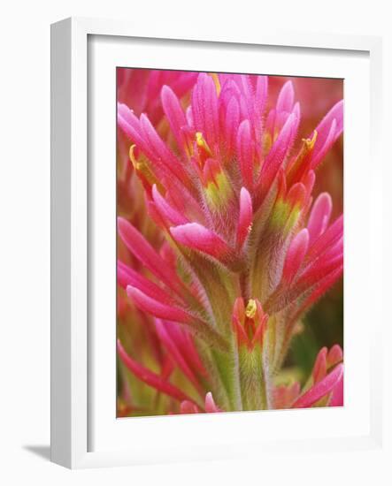 Close-up of Indian Paintbrush Flowers in the Great Basin Desert, California, USA-Dennis Flaherty-Framed Photographic Print