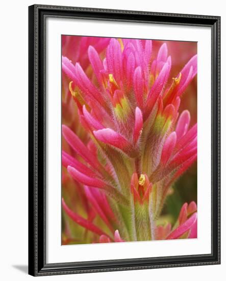 Close-up of Indian Paintbrush Flowers in the Great Basin Desert, California, USA-Dennis Flaherty-Framed Photographic Print