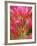 Close-up of Indian Paintbrush Flowers in the Great Basin Desert, California, USA-Dennis Flaherty-Framed Photographic Print