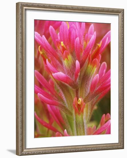Close-up of Indian Paintbrush Flowers in the Great Basin Desert, California, USA-Dennis Flaherty-Framed Photographic Print