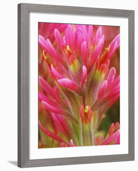 Close-up of Indian Paintbrush Flowers in the Great Basin Desert, California, USA-Dennis Flaherty-Framed Photographic Print