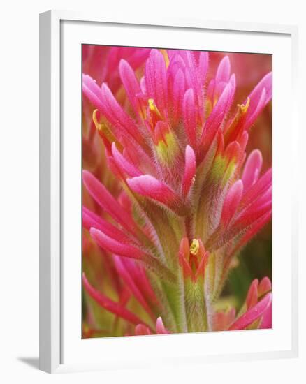 Close-up of Indian Paintbrush Flowers in the Great Basin Desert, California, USA-Dennis Flaherty-Framed Photographic Print