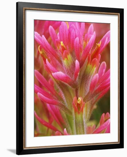 Close-up of Indian Paintbrush Flowers in the Great Basin Desert, California, USA-Dennis Flaherty-Framed Photographic Print