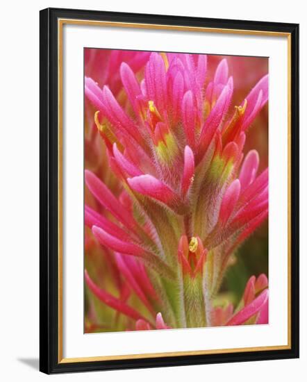 Close-up of Indian Paintbrush Flowers in the Great Basin Desert, California, USA-Dennis Flaherty-Framed Photographic Print