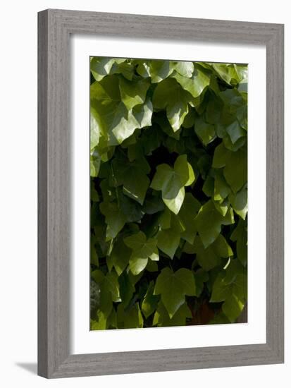 Close Up of Ivy-Natalie Tepper-Framed Photo