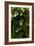 Close Up of Ivy-Natalie Tepper-Framed Photo