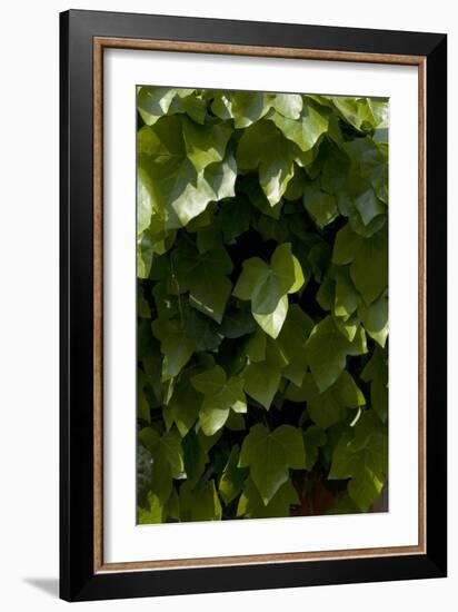 Close Up of Ivy-Natalie Tepper-Framed Photo