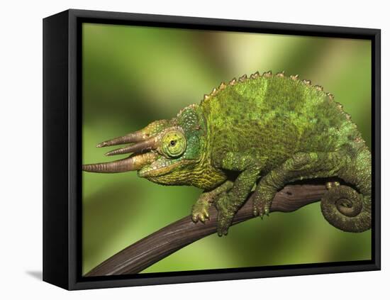 Close-Up of Jackson's Chameleon on Limb, Kenya-Dennis Flaherty-Framed Premier Image Canvas