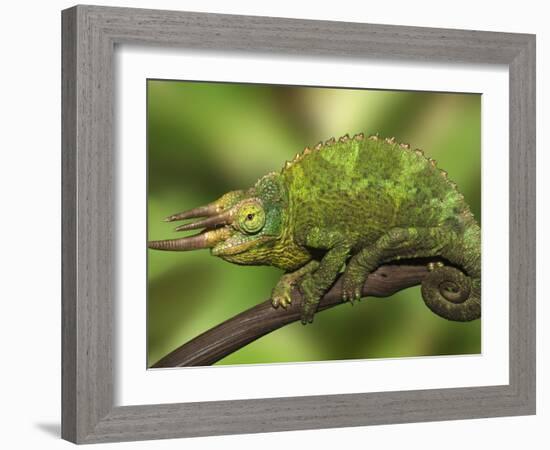 Close-Up of Jackson's Chameleon on Limb, Kenya-Dennis Flaherty-Framed Photographic Print