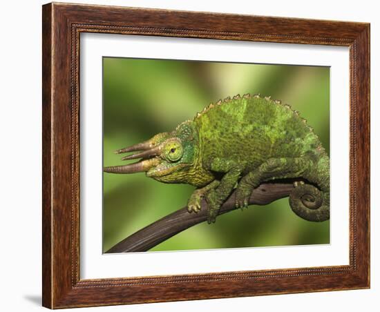 Close-Up of Jackson's Chameleon on Limb, Kenya-Dennis Flaherty-Framed Photographic Print