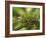 Close-Up of Jackson's Chameleon on Limb, Kenya-Dennis Flaherty-Framed Photographic Print