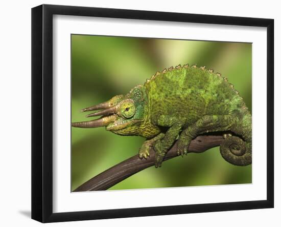 Close-Up of Jackson's Chameleon on Limb, Kenya-Dennis Flaherty-Framed Photographic Print