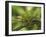 Close-Up of Jackson's Chameleon on Limb, Kenya-Dennis Flaherty-Framed Photographic Print