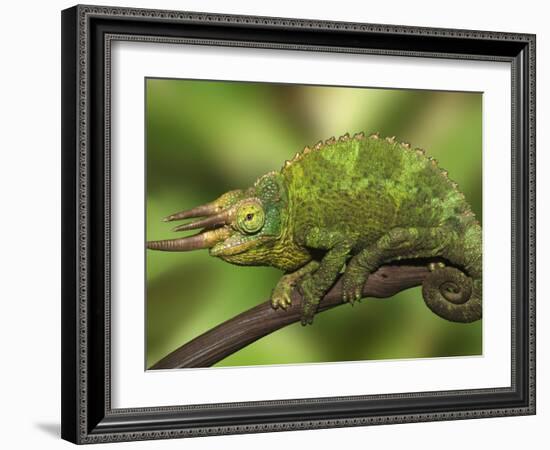 Close-Up of Jackson's Chameleon on Limb, Kenya-Dennis Flaherty-Framed Photographic Print