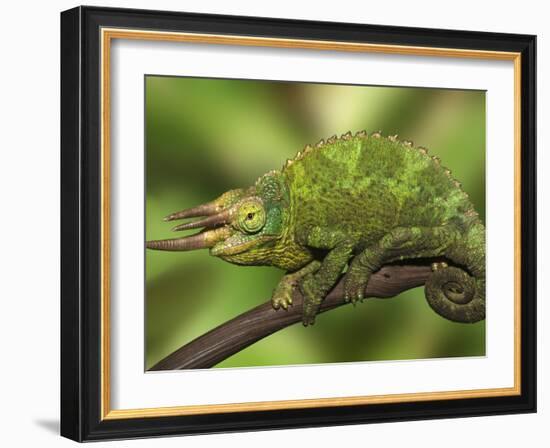 Close-Up of Jackson's Chameleon on Limb, Kenya-Dennis Flaherty-Framed Photographic Print