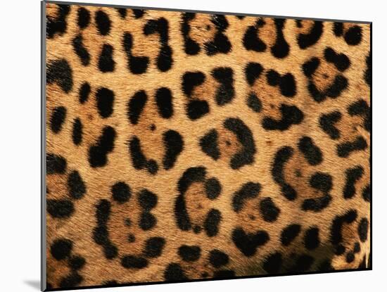 Close-Up of Jaguar Cat Coat,-Staffan Widstrand-Mounted Photographic Print