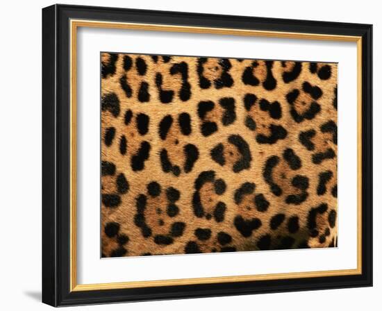 Close-Up of Jaguar Cat Coat,-Staffan Widstrand-Framed Photographic Print