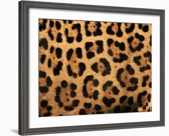 Close-Up of Jaguar Cat Coat,-Staffan Widstrand-Framed Photographic Print