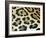 Close-Up of Jaguar Fur, Costa Rica-Edwin Giesbers-Framed Photographic Print