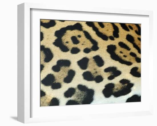 Close-Up of Jaguar Fur, Costa Rica-Edwin Giesbers-Framed Photographic Print