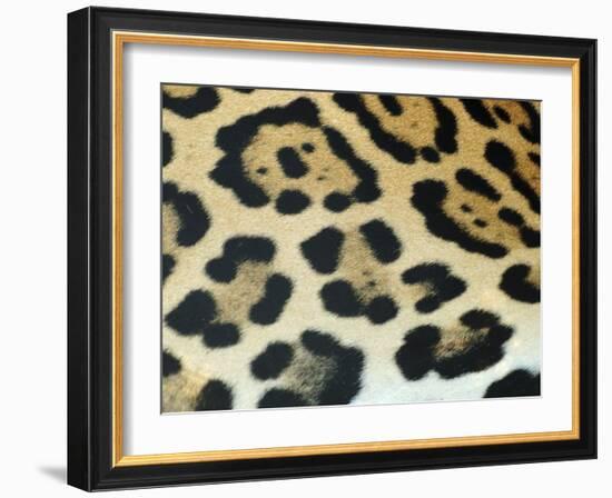 Close-Up of Jaguar Fur, Costa Rica-Edwin Giesbers-Framed Photographic Print