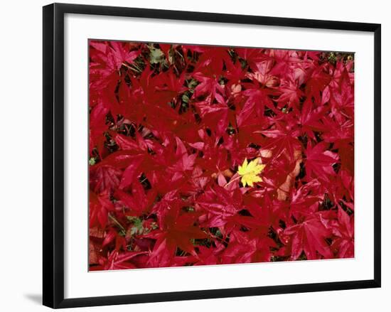 Close Up of Japanese Maple Leaf, Park Arboretum, Seattle, Washington State, USA-Stuart Westmorland-Framed Photographic Print