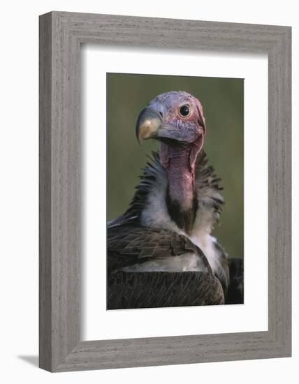 Close-Up of Lappet-Faced Vulture-Paul Souders-Framed Photographic Print